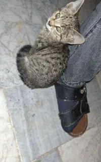 واگذاری بچه گربه شیطون ماده