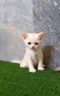 بریتیش نر