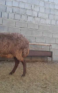 میش