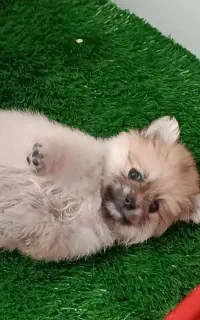 سگ پامر