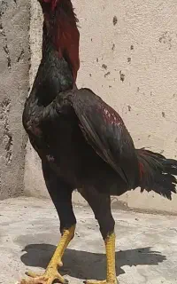 تخم لاری ضمانتی میدم