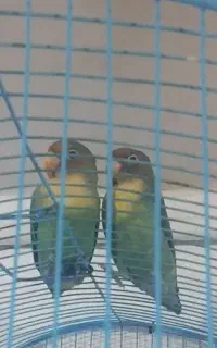 یک جفت کوتوله