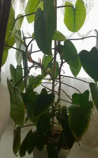 گل با گلدون