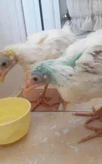 جوجه