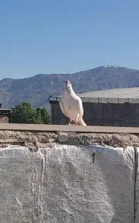 کبوتر