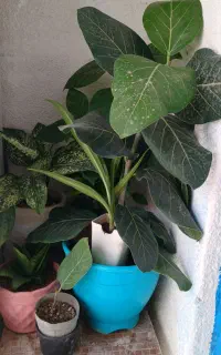 فروش انواع گل و گیاه