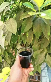 نمایندگی  عمده محلول کشاورزی زراعتی اصل مشاور