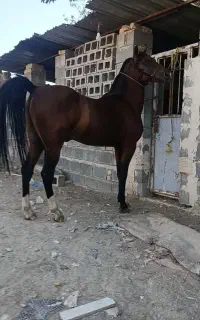 اسب نریان درشور