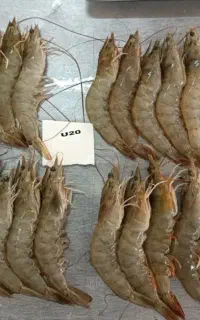 میگو پرورشی منجمد