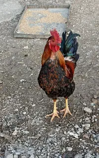 خروس ودیگون محلی