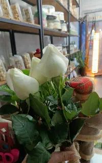 با هر خرید یک گل رز