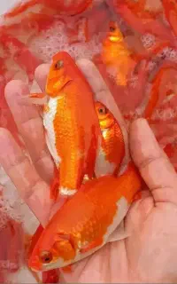 ماهی قرمز  طعمه