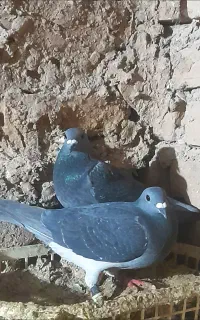 کبوتر در پرنده