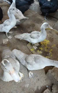 اردک نقره ایی
