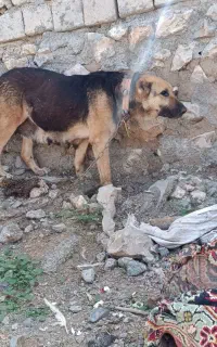 ماده سرابی