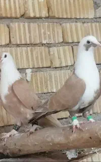 مخمل فروش یا معاوضه