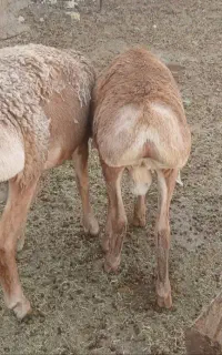 گوشت