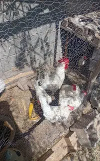 مرغ و خروس