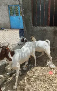 ماده بز دوتا