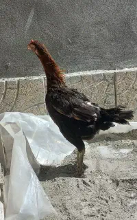 دو عدد مرغ لاری