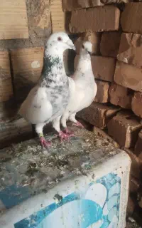 کفتر
