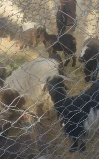 فروش حیوان