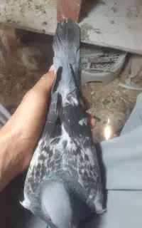 مسافتی