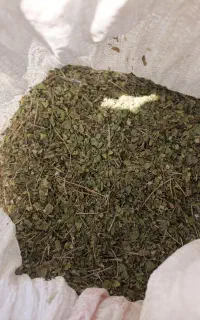 آویشن برداشت ارسالی تازه