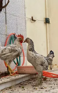 مرغ وخروس