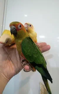 گرینچیک ،سانچیک ،ردچیک ،خورشیدی،پاید
