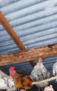 فروش خروس