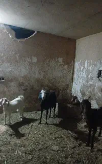 ۲عددبز۲عدد بزغاله  ماده