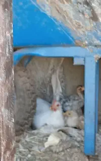 مرغ