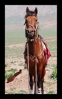 اسب