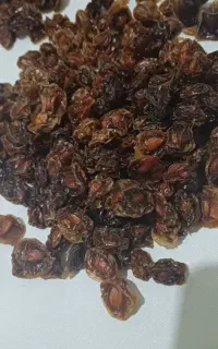 آلوچه