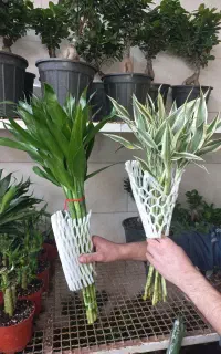 بامبو رو میزی