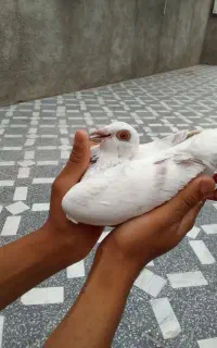 کبوتر اتم