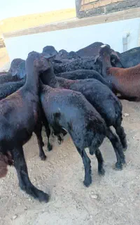 بره ماده های قزل و قره قزل لخت