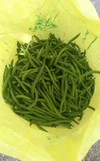 لوبیا سبز نازک درجه ۱