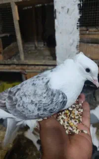دوکت چین ماده گمشده