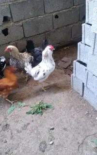 خروس گلین