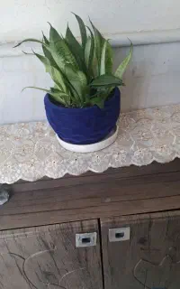 گل سانسوریاباپاجوش زنی خوب بدونه گلدان میفروشم