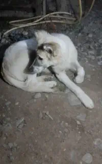سگ البای