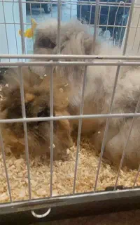 خرگوش لوپ مولد ) پدر و مادر  همراه با نوزادان