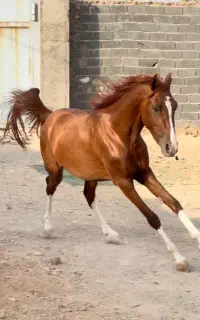 کره نریان دره شوری ( کرد ) شجره سیلمی اماده ۵ نشون