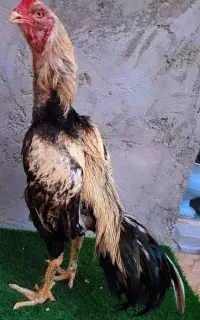 خروس لاری