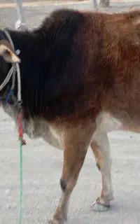 گاو و گوساله نر
