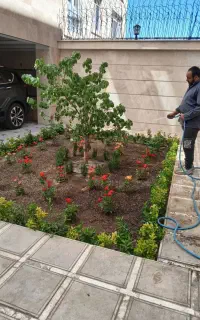 خدمات باغبانی هرس کاری سم پاشی و تعویض خاک گلدان