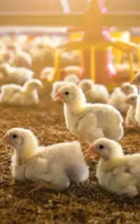 جوجه گوشتی راس ۳۰۸