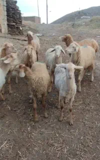 بره ماده